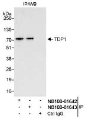 Immunoprecipitation: TDP1 Antibody [NB100-81643]