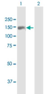 Western Blot: TDRD1 Antibody [H00056165-B01P]