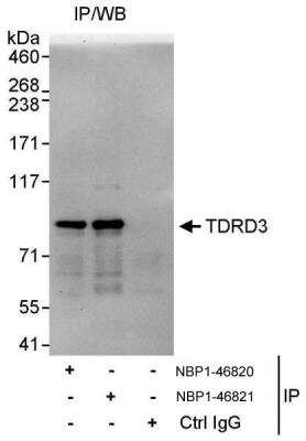 Immunoprecipitation: TDRD3 Antibody [NBP1-46820]