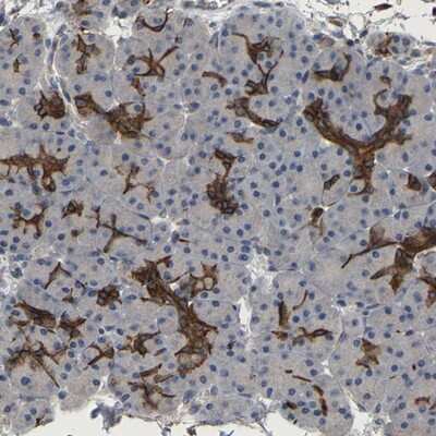 Immunohistochemistry-Paraffin: TDRKH Antibody [NBP1-80696]