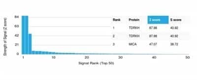 Protein Array: TDRKH Antibody (PCRP-TDRKH-1H2) - Azide and BSA Free [NBP3-14276]