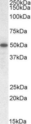 Western Blot: TEAD2 Antibody [NBP1-36953]