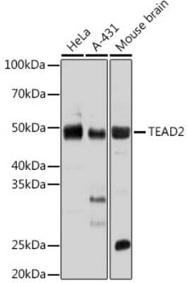 Western Blot: TEAD2 AntibodyAzide and BSA Free [NBP3-05267]