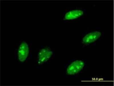 Immunocytochemistry/ Immunofluorescence: TEAD3 Antibody (1C4) [H00007005-M01]