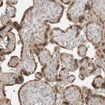 Immunohistochemistry-Paraffin: TEAD3 Antibody [NBP1-83949]