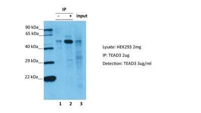 Immunoprecipitation: TEAD3 Antibody [NBP2-85895]
