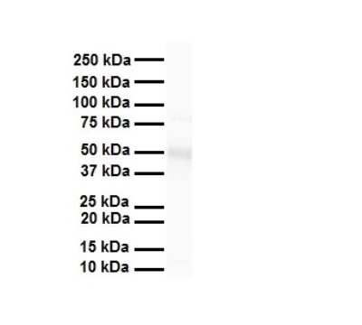 Western Blot: TEAD3 Antibody [NBP2-85894]