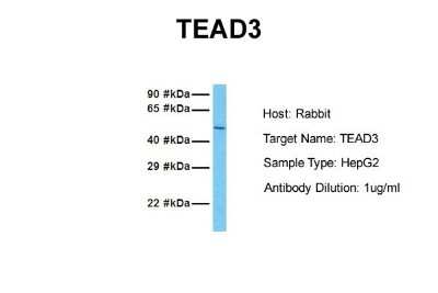 Western Blot: TEAD3 Antibody [NBP2-85895]