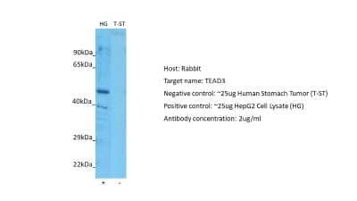 Western Blot: TEAD3 Antibody [NBP2-85895]