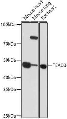 Western Blot: TEAD3 AntibodyBSA Free [NBP2-93128]