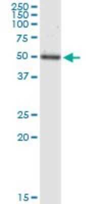 Western Blot: TEAD4 Antibody (1D10) [H00007004-M12]