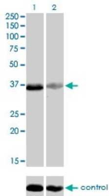 Western Blot: TEAD4 Antibody (5H3) [H00007004-M01]