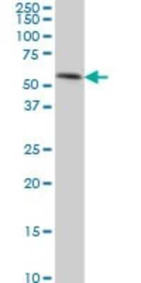 Western Blot: TEAD4 Antibody (5H3) [H00007004-M01]