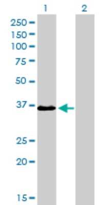 Western Blot: TEAD4 Antibody (5H3) [H00007004-M01]