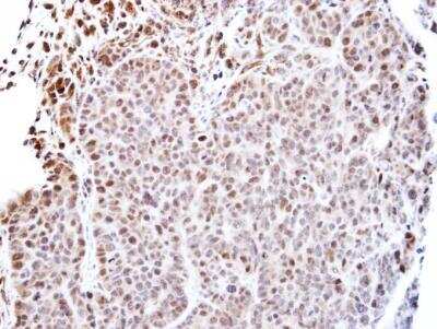 Immunohistochemistry-Paraffin: TEAD4 Antibody [NBP1-32765]