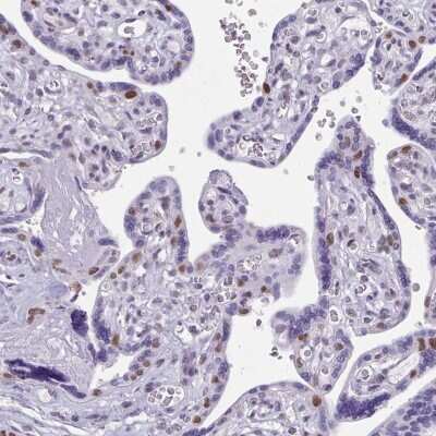Immunohistochemistry-Paraffin: TEAD4 Antibody [NBP2-33803]