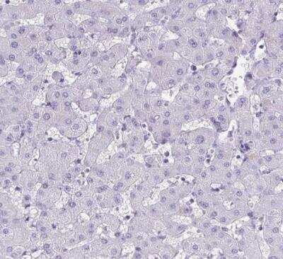 Immunohistochemistry-Paraffin: TEAD4 Antibody [NBP2-33803]