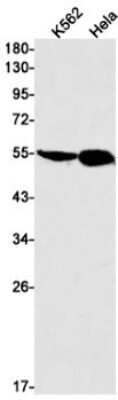 Western Blot: TEAD4 Antibody (S09-9D9) [NBP3-15099]