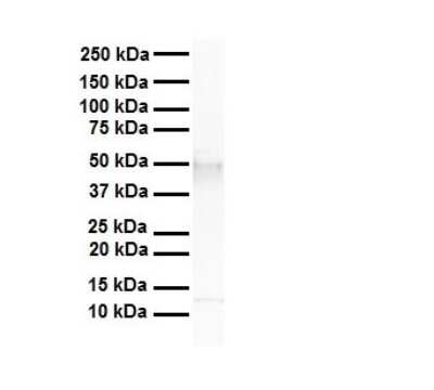Western Blot: TEAD4 Antibody [NBP1-82386]
