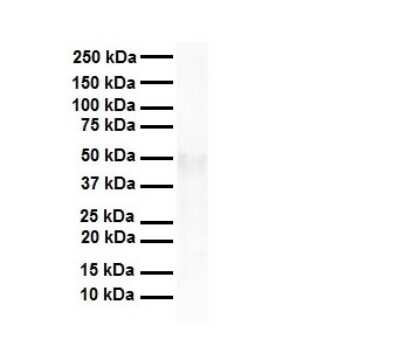 Western Blot: TEAD4 Antibody [NBP1-82386]