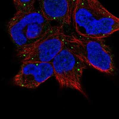 Immunocytochemistry/ Immunofluorescence: TECPR1 Antibody [NBP1-84206]