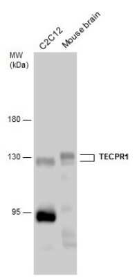 Western Blot: TECPR1 Antibody [NBP3-13113]