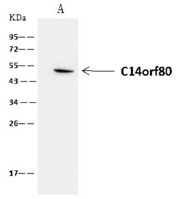 Immunoprecipitation: TEDC1 Antibody [NBP2-98663]