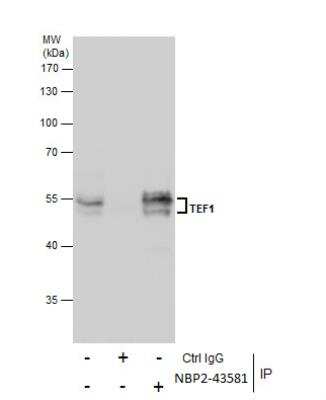 Immunoprecipitation: TEF1 Antibody (13112) [NBP2-43581]