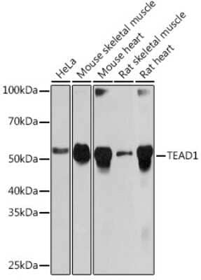 Western Blot: TEF1 Antibody (2E7N10) [NBP3-16593]