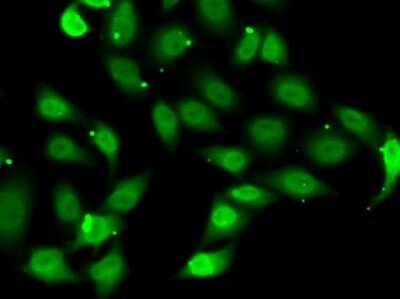 Immunocytochemistry/ Immunofluorescence: TEF1 Antibody - Azide and BSA Free [NBP2-95204]