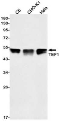 Western Blot: TEF1 Antibody (S05-1H3) [NBP3-15100]