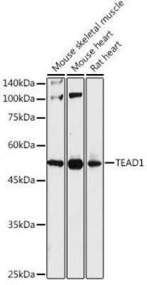 Western Blot: TEF1 AntibodyAzide and BSA Free [NBP2-94035]
