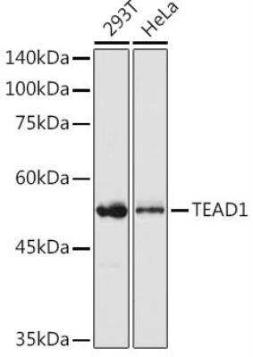 Western Blot: TEF1 AntibodyAzide and BSA Free [NBP2-94035]