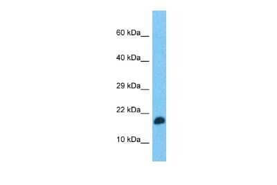 Western Blot: TEFM Antibody [NBP2-85899]