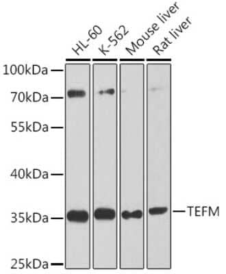 Western Blot: TEFM AntibodyBSA Free [NBP2-94080]