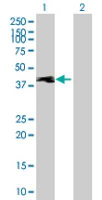 Western Blot: TEKT1 Antibody [H00083659-B01P]