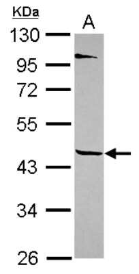 Western Blot: TEKT1 Antibody [NBP2-20593]