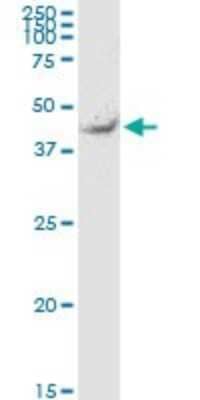 Western Blot: TEKT2 Antibody (2H4) [H00027285-M02]