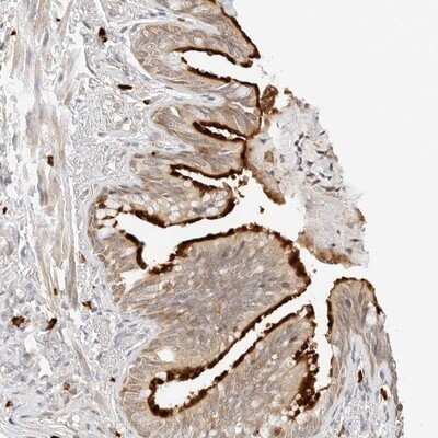 Immunohistochemistry-Paraffin: TEKT2 Antibody [NBP1-86955]