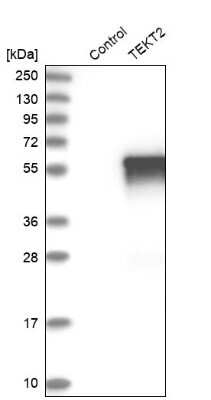 Western Blot: TEKT2 Antibody [NBP1-86955]