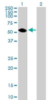 Western Blot: TEKT3 Antibody [H00064518-B01P]