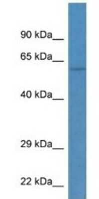 Western Blot: TEKT3 Antibody [NBP1-74181]