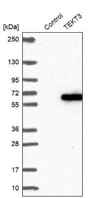 Western Blot: TEKT3 Antibody [NBP1-92488]