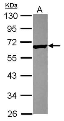 Western Blot: TEKT4 Antibody [NBP2-20594]