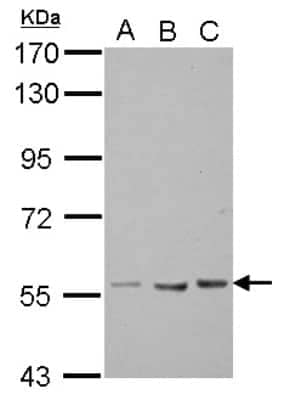 Western Blot: TEKT5 Antibody [NBP2-20595]