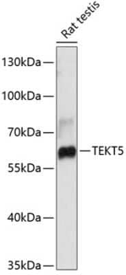 Western Blot: TEKT5 AntibodyAzide and BSA Free [NBP2-94008]