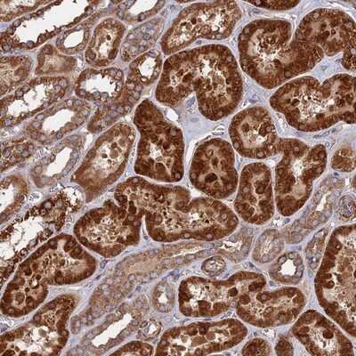 Immunohistochemistry-Paraffin: TEL2 Antibody [NBP1-81762]