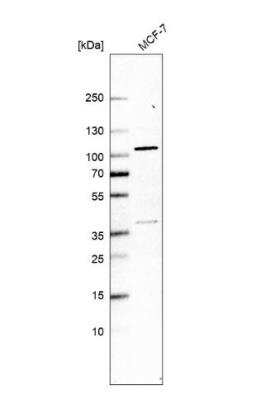 Western Blot: TEL2 Antibody [NBP1-81761]