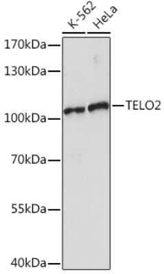 Western Blot: TEL2 AntibodyAzide and BSA Free [NBP3-15520]