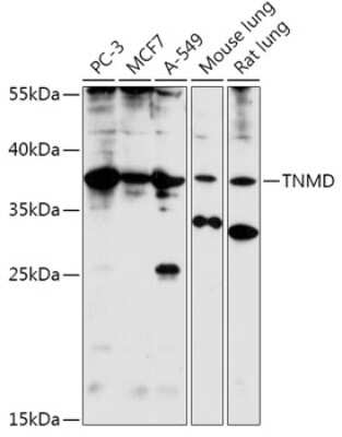 Western Blot: TEM AntibodyAzide and BSA Free [NBP2-94390]